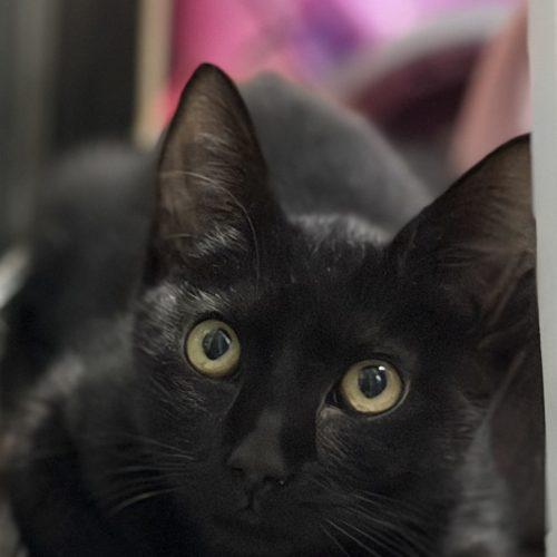 Enlarge William, a Adoptable Domestic Short Hair in Edmond, OK image 5/6