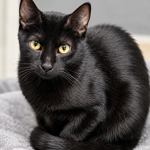 Enlarge William, a Adoptable Domestic Short Hair in Edmond, OK image 6/6