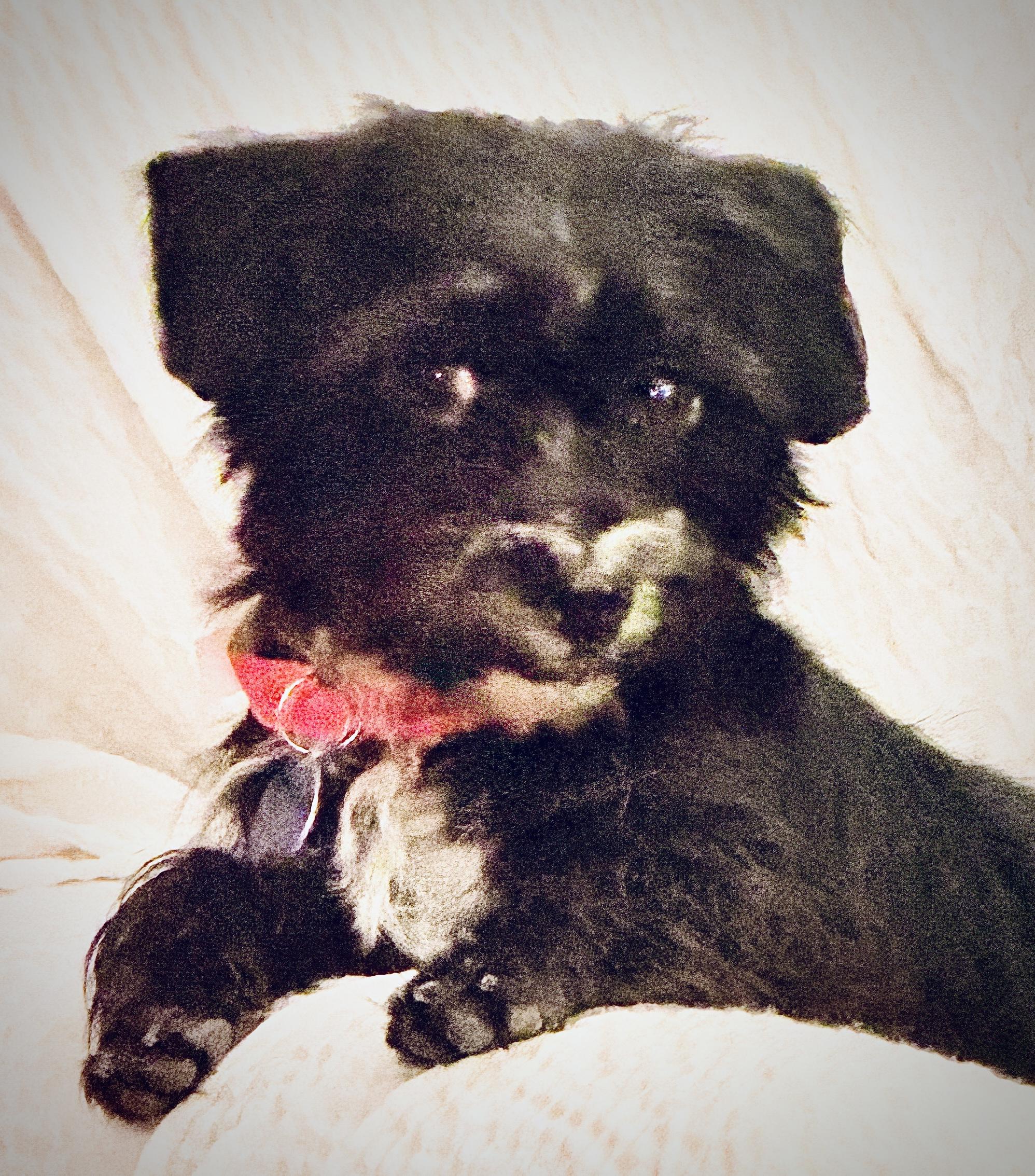 Enlarge Boo, a Adopted mixed breed in Cascadia, OR image 1/6