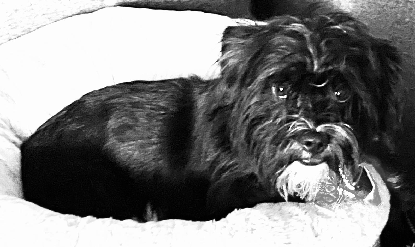 Enlarge Boo, a Adopted mixed breed in Cascadia, OR image 4/6