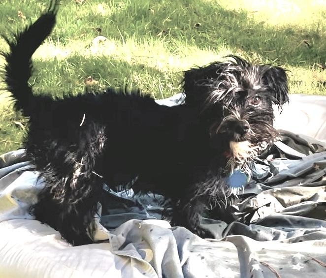 Enlarge Boo, a Adopted mixed breed in Cascadia, OR image 2/6