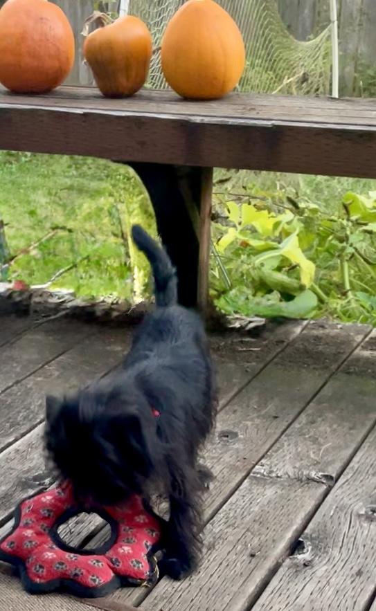 Enlarge Boo, a Adopted mixed breed in Cascadia, OR image 5/6