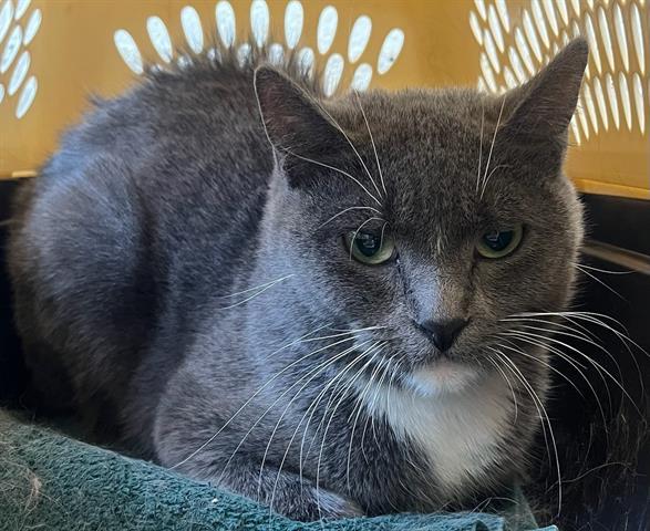 ALICE, Adoptable, Young Female Domestic Short Hair.