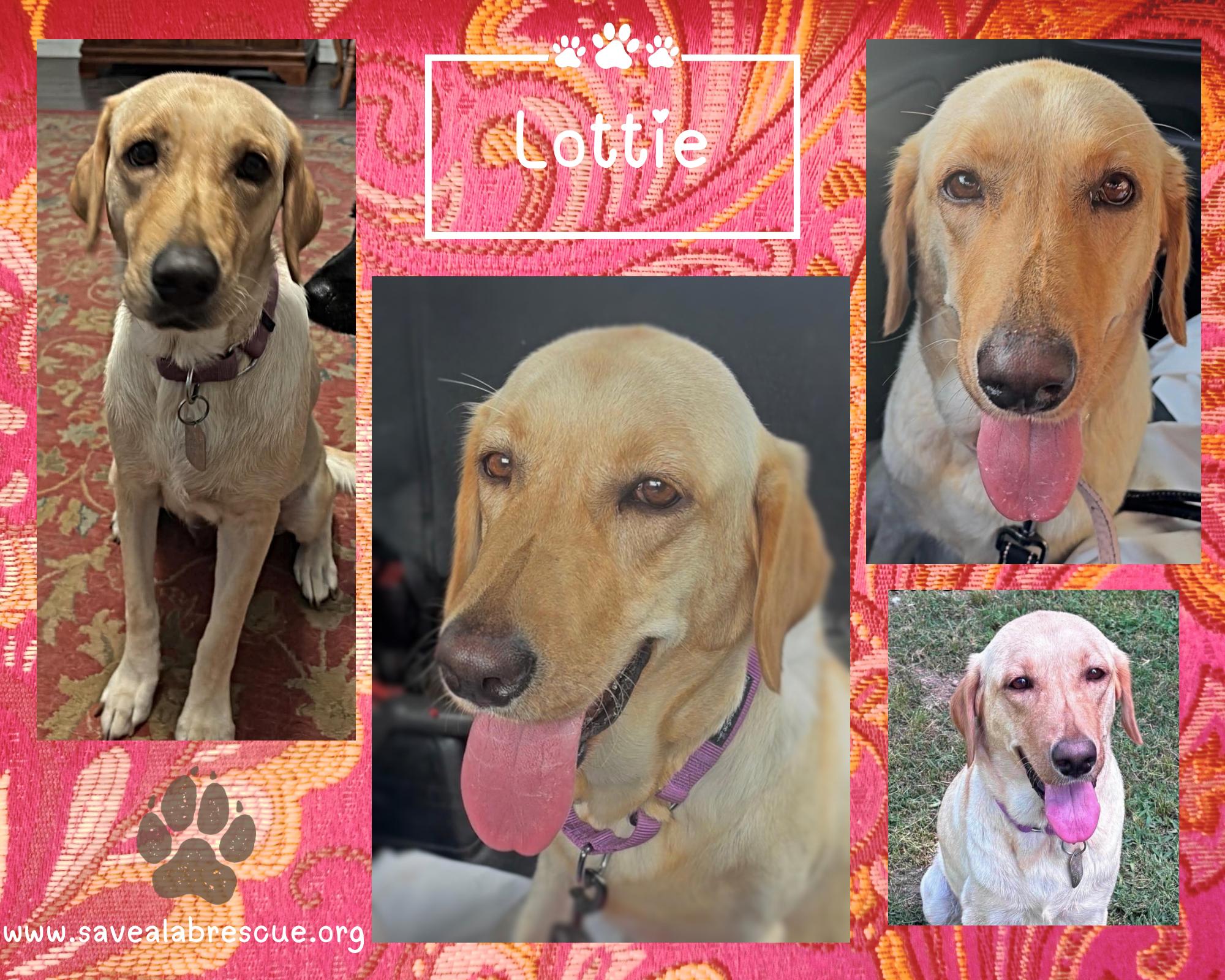 Lottie, adopted, Young Female Labrador Retriever & Yellow Labrador Retriever.
