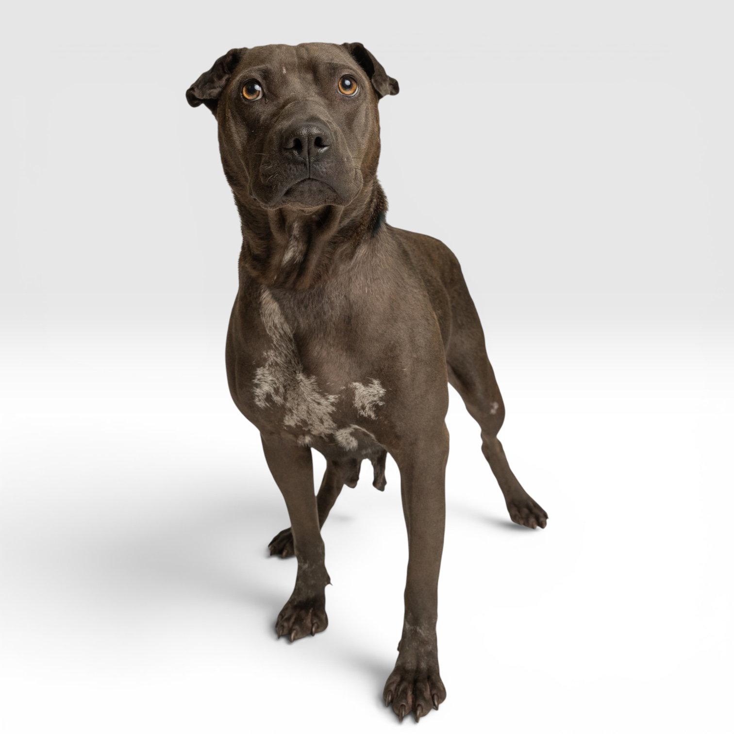 Enlarge Mochi, a Adoptable Shar-Pei in Richardson, TX image 1/1