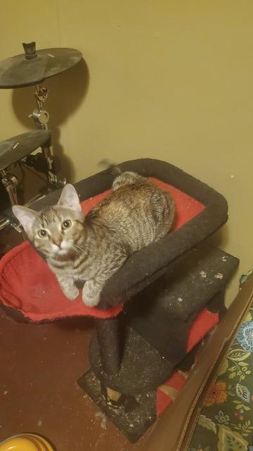 Enlarge Drucella, a Adoptable Domestic Short Hair in Mansfield, TX image 2/2