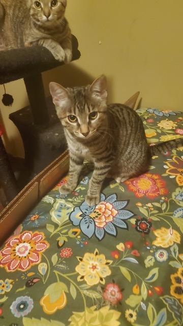 Drucella, Adoptable, Young Female Domestic Short Hair.