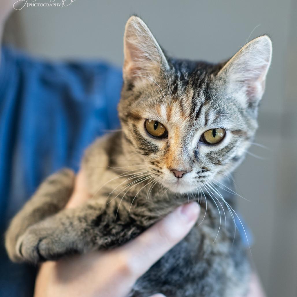 Enlarge Great Value-31074, a Adoptable Domestic Short Hair in Bartlett, TN image 2/2
