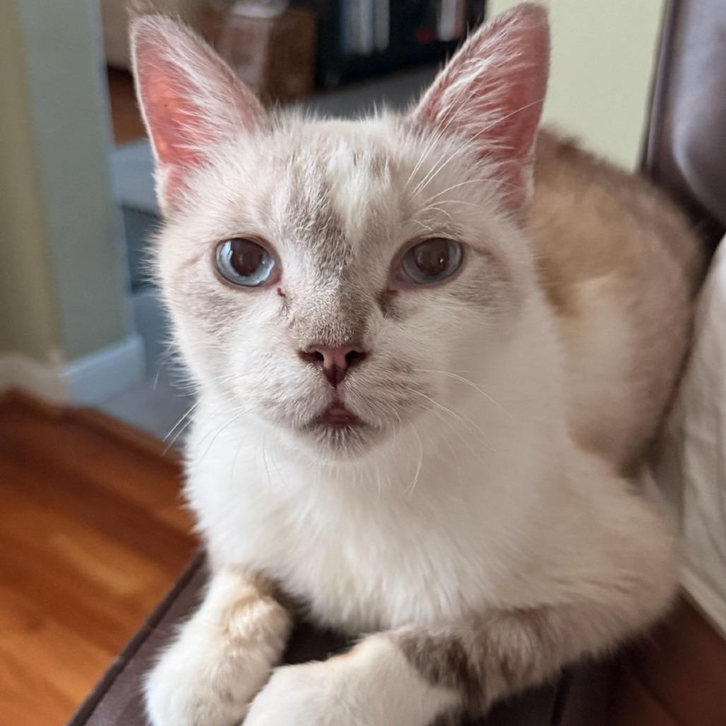 Enlarge Mr. Peabody, a Adoptable Domestic Short Hair in Houston, TX image 1/6