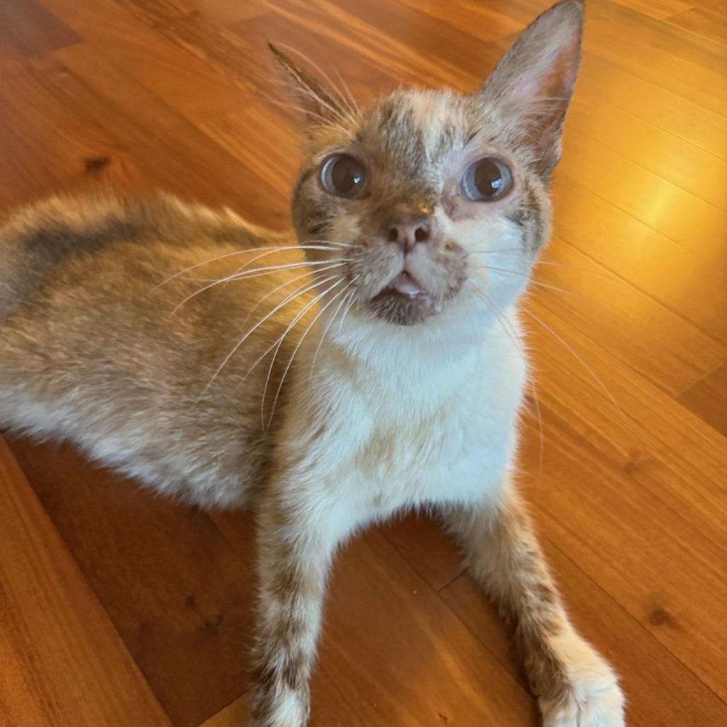 Mr. Peabody — thumbnail 2