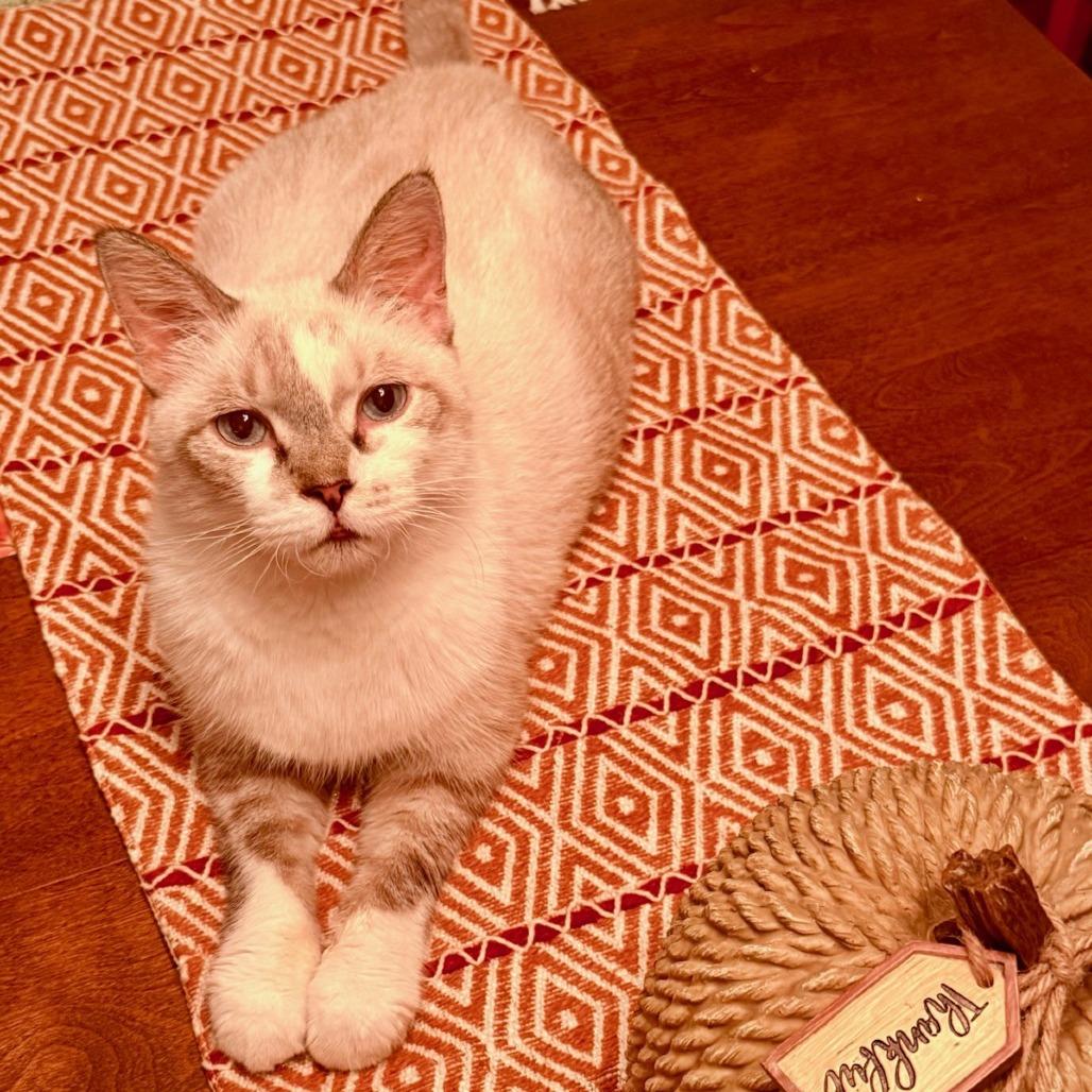 Enlarge Mr. Peabody, a Adoptable Domestic Short Hair in Houston, TX image 2/6