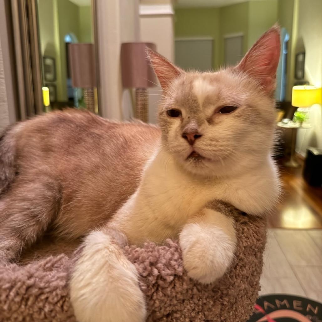 Enlarge Mr. Peabody, a Adoptable Domestic Short Hair in Houston, TX image 3/6
