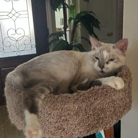 Enlarge Mr. Peabody, a Adoptable Domestic Short Hair in Houston, TX image 4/6