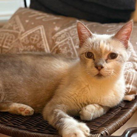 Enlarge Mr. Peabody, a Adoptable Domestic Short Hair in Houston, TX image 5/6