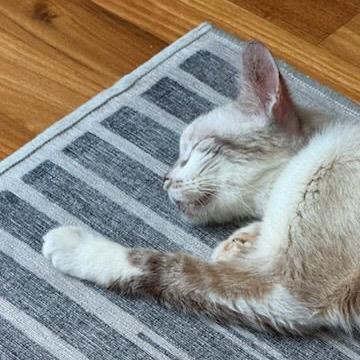 Enlarge Mr. Peabody, a Adoptable Domestic Short Hair in Houston, TX image 6/6