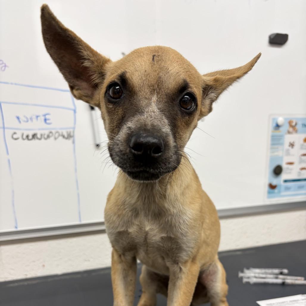 Lacy, Adoptable, Puppy Female Mixed Breed.