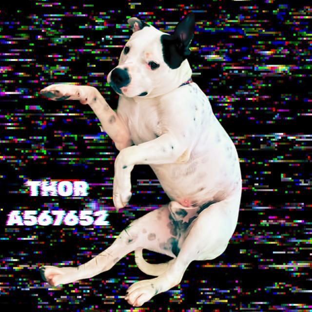 Enlarge THOR, a Adoptable mixed breed in Huntsville, AL image 1/1
