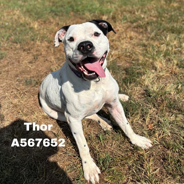 Enlarge THOR, a Adoptable mixed breed in Huntsville, AL image 1/1