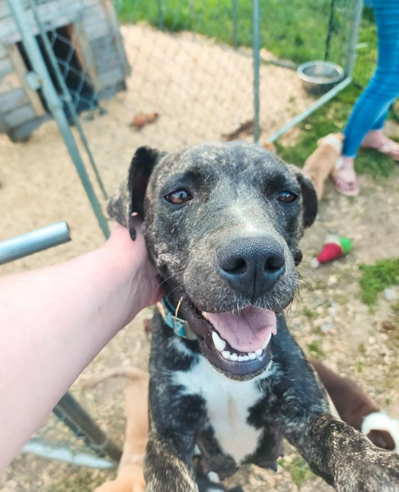 Enlarge Benjy, a Adoptable mixed breed in Glenwood, AR image 1/3