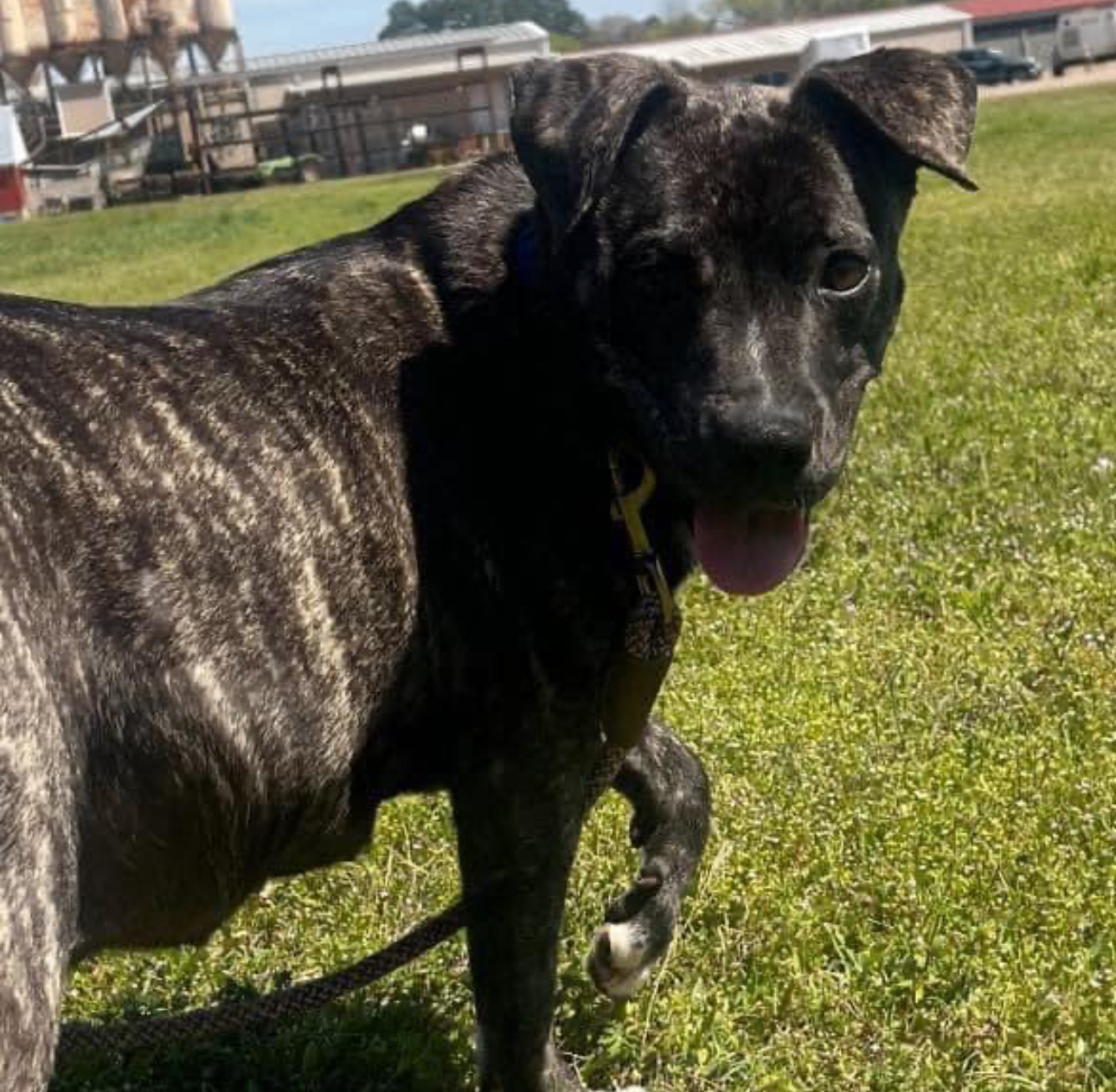 Enlarge Benjy, a Adoptable mixed breed in Glenwood, AR image 2/3