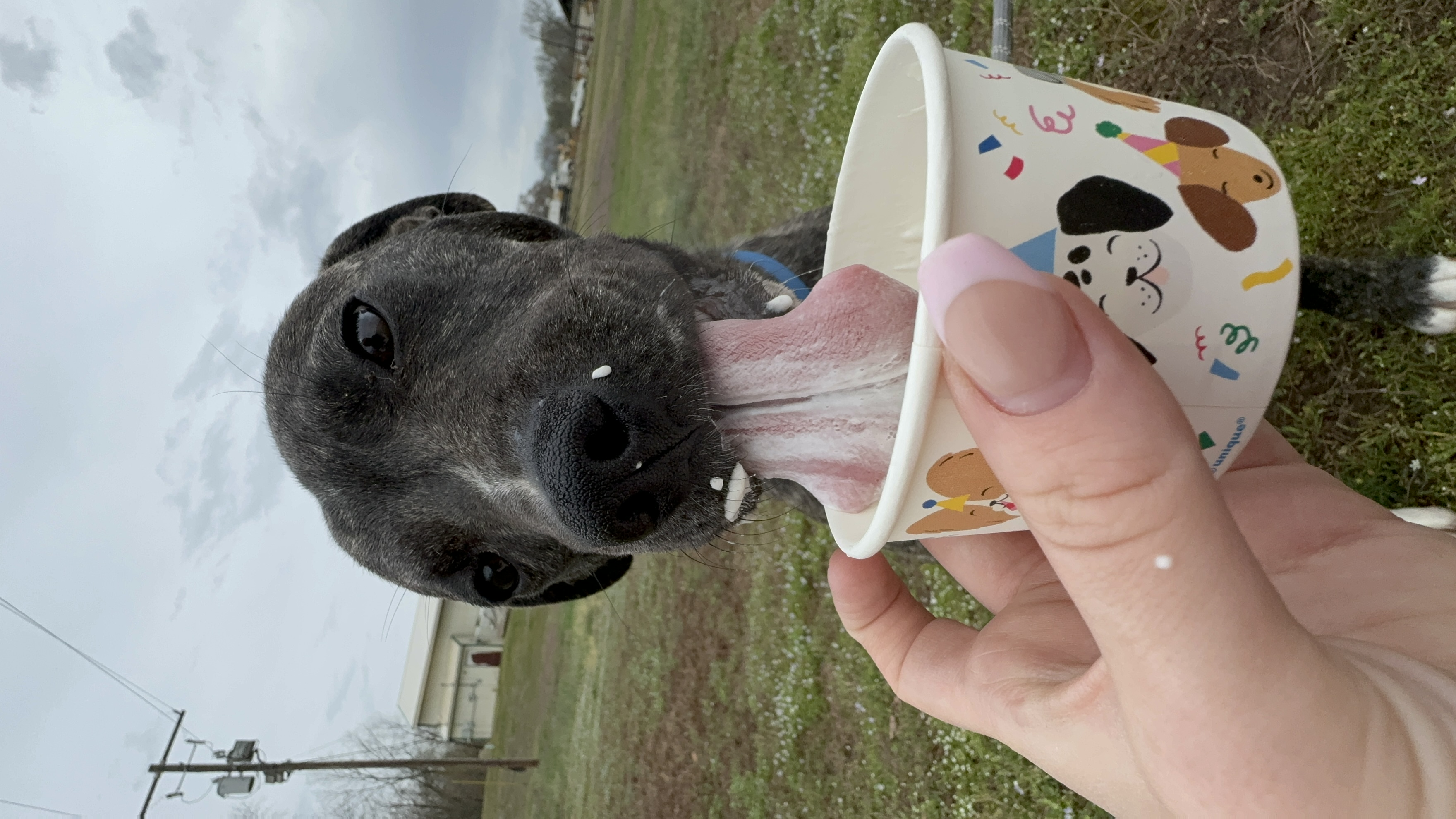 Enlarge Benjy, a Adoptable mixed breed in Glenwood, AR image 3/3