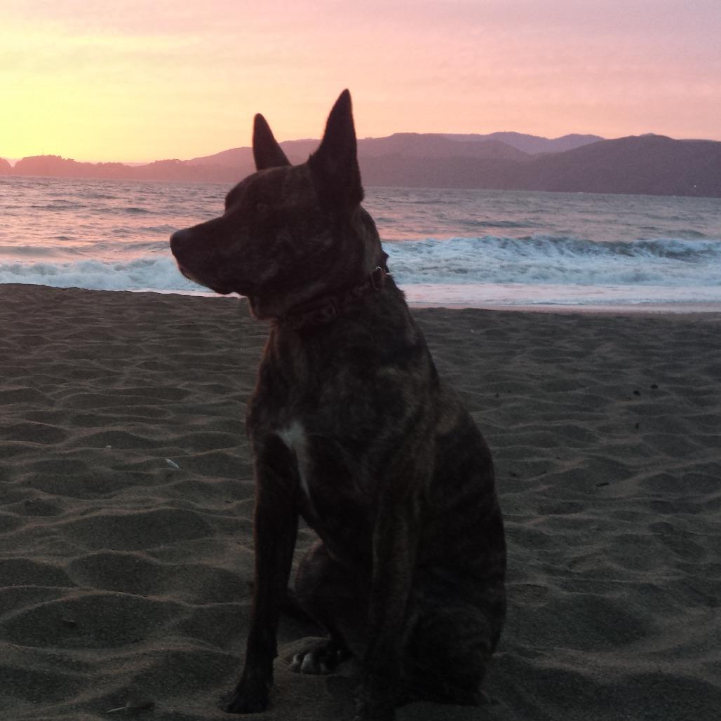 Testie, Adoptable, Adult Male Mixed Breed.