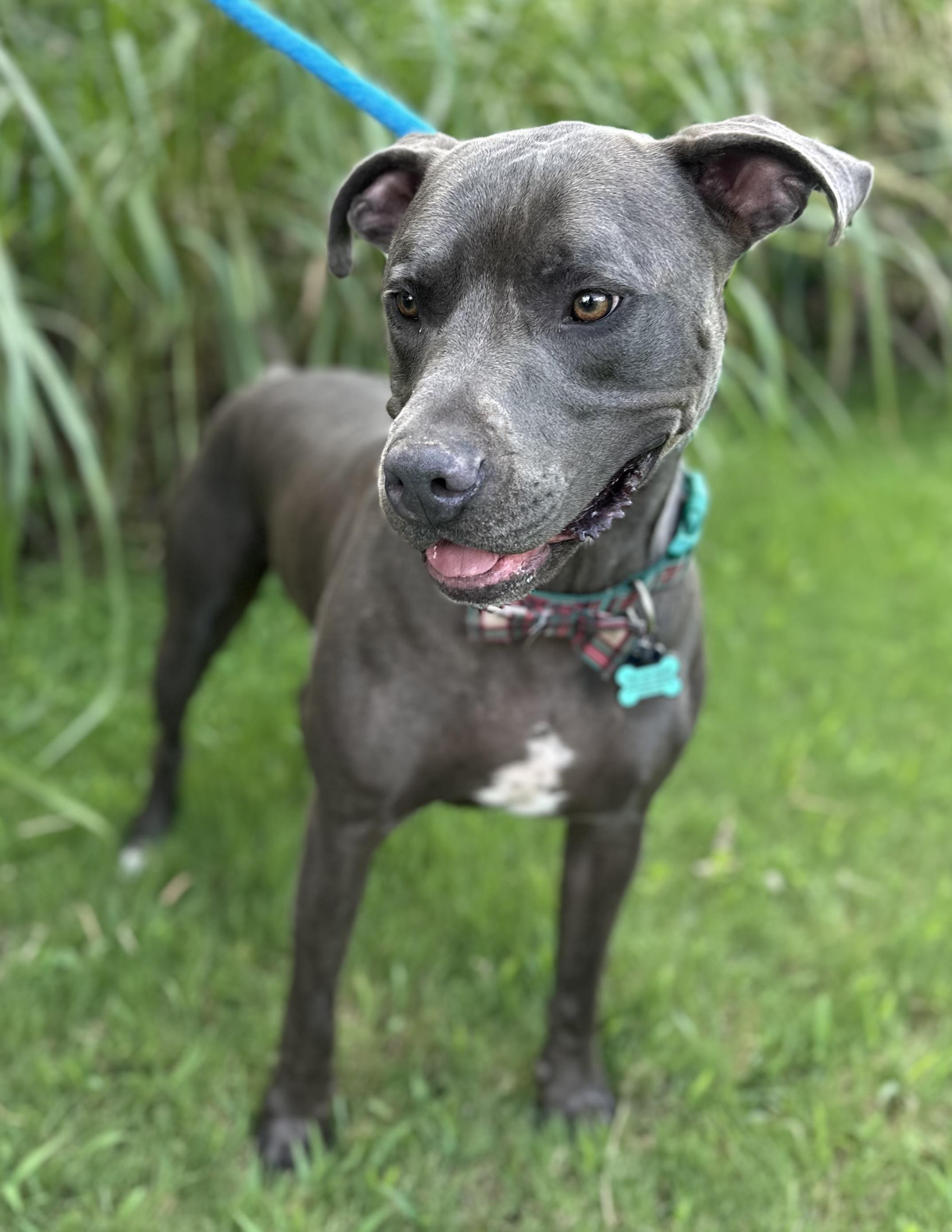 Enlarge Merlin, a ADOPTABLE mixed breed in Lawrenceville, GA image 5/6