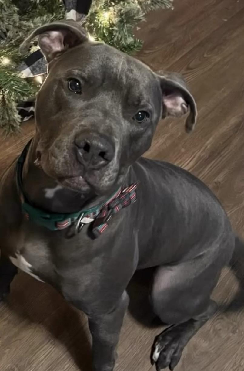Enlarge Merlin, a ADOPTABLE mixed breed in Lawrenceville, GA image 2/4