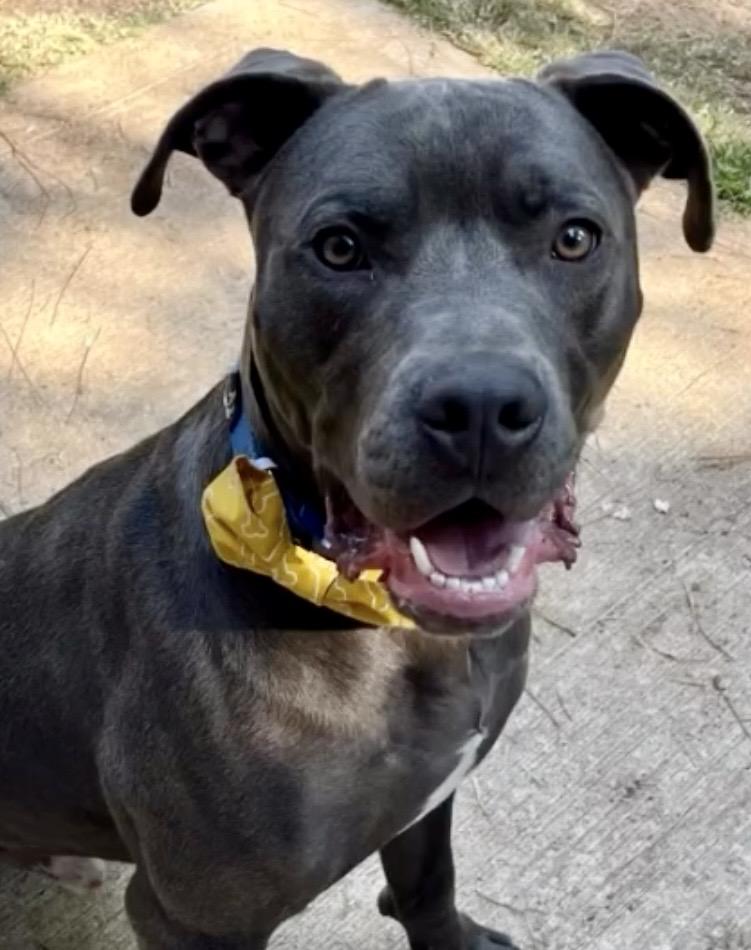 Enlarge Merlin, a ADOPTABLE mixed breed in Lawrenceville, GA image 4/4