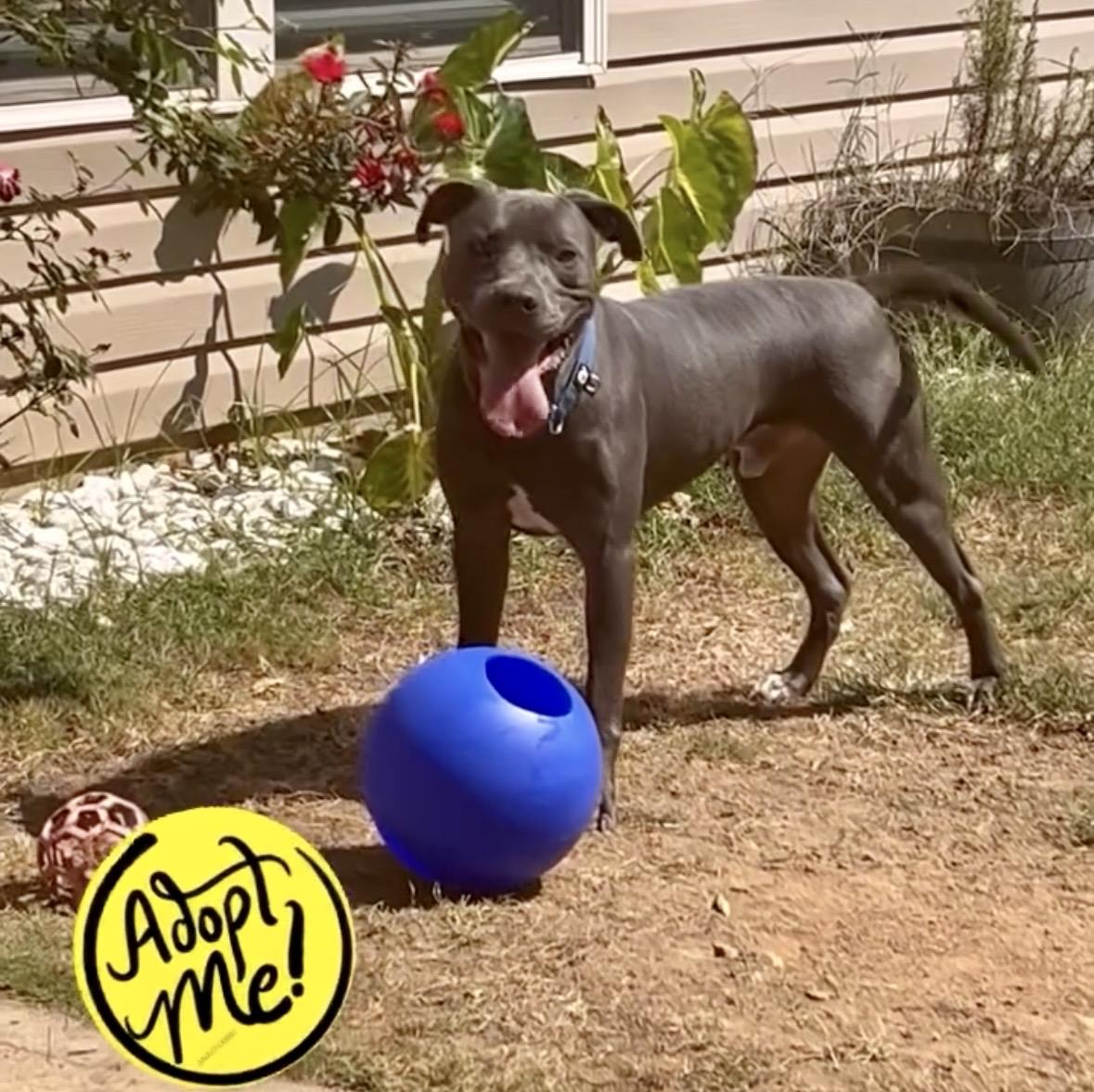 Enlarge Merlin, a ADOPTABLE mixed breed in Lawrenceville, GA image 3/4