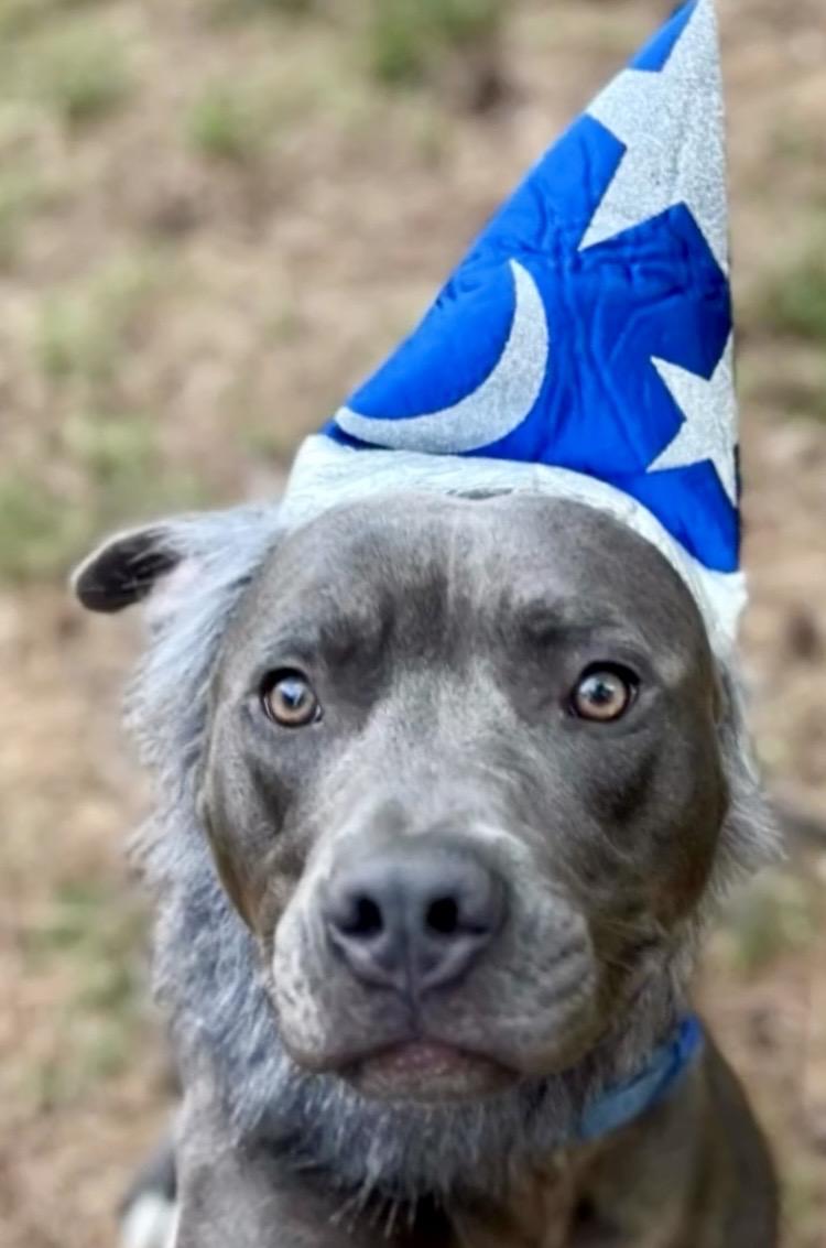 Merlin, ADOPTABLE, Young Male Pit Bull Terrier.