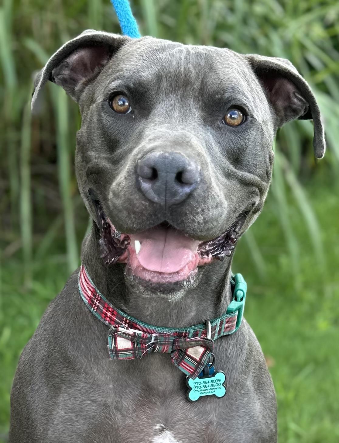 Merlin, ADOPTABLE, Young Male Pit Bull Terrier.