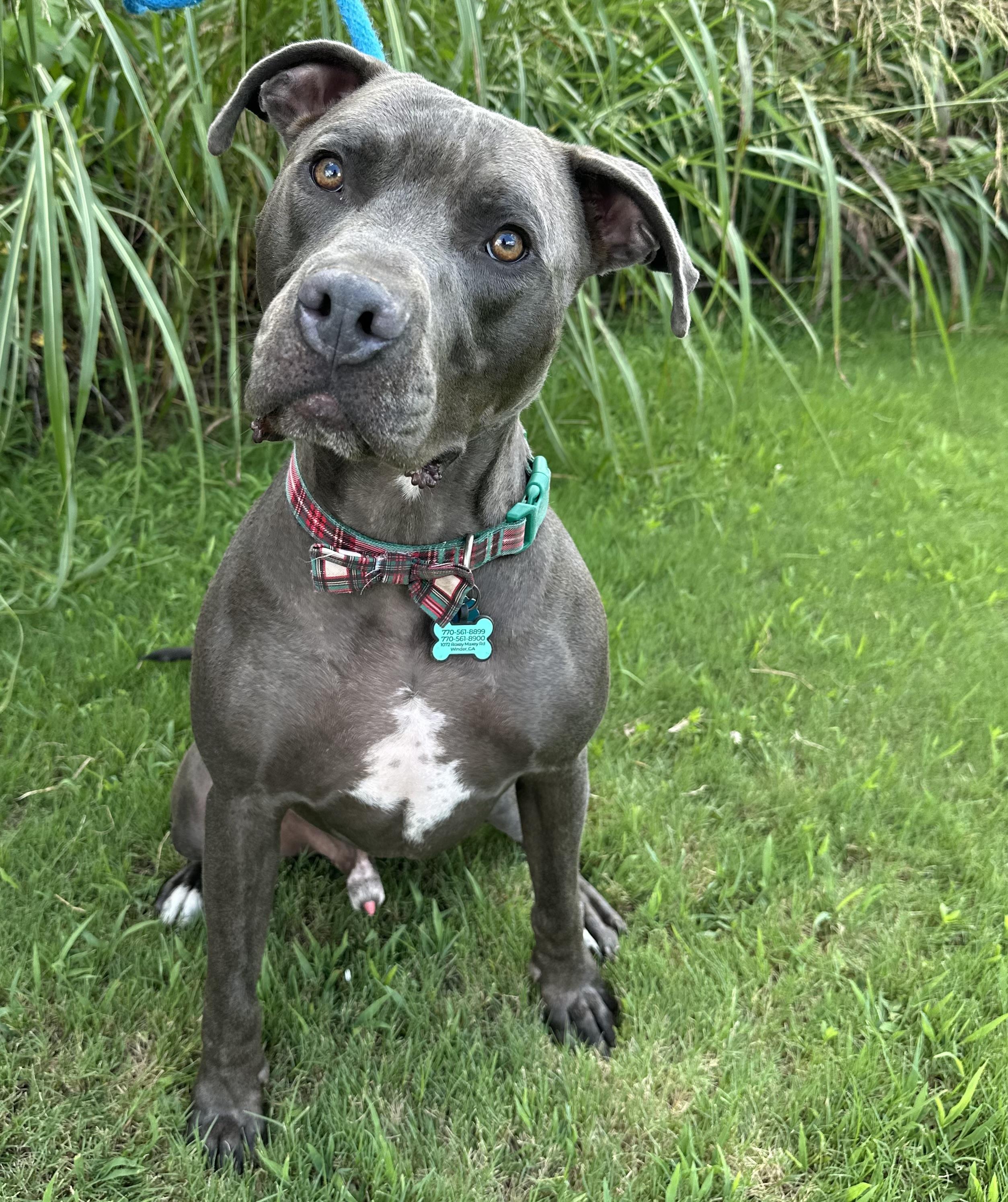 Enlarge Merlin, a ADOPTABLE mixed breed in Lawrenceville, GA image 4/6