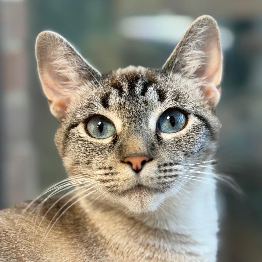 Sandy, Adoptable, Adult Female Siamese.