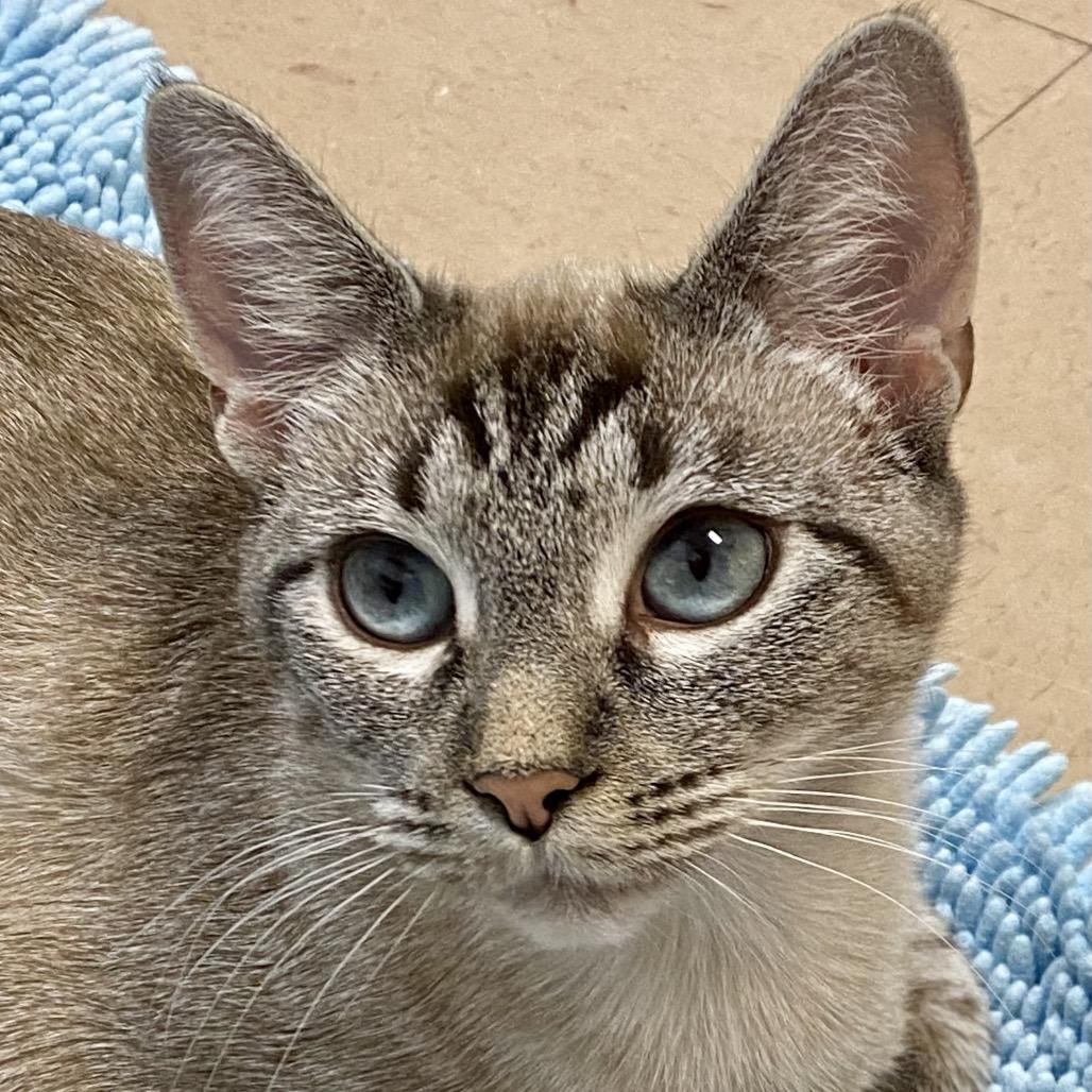 Enlarge Sandy, a Adoptable Siamese in Greensboro, GA image 2/6