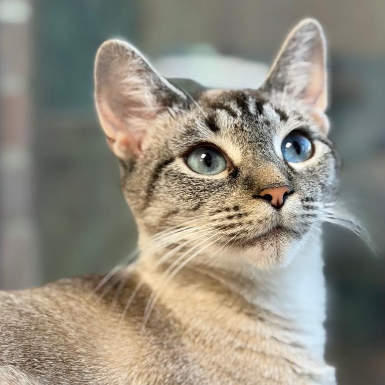 Enlarge Sandy, a Adoptable Siamese in Greensboro, GA image 3/6