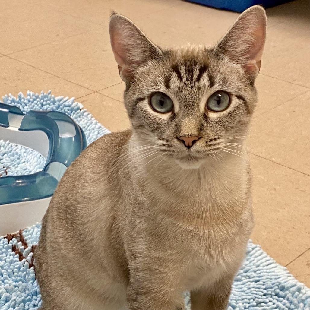 Enlarge Sandy, a Adoptable Siamese in Greensboro, GA image 4/6