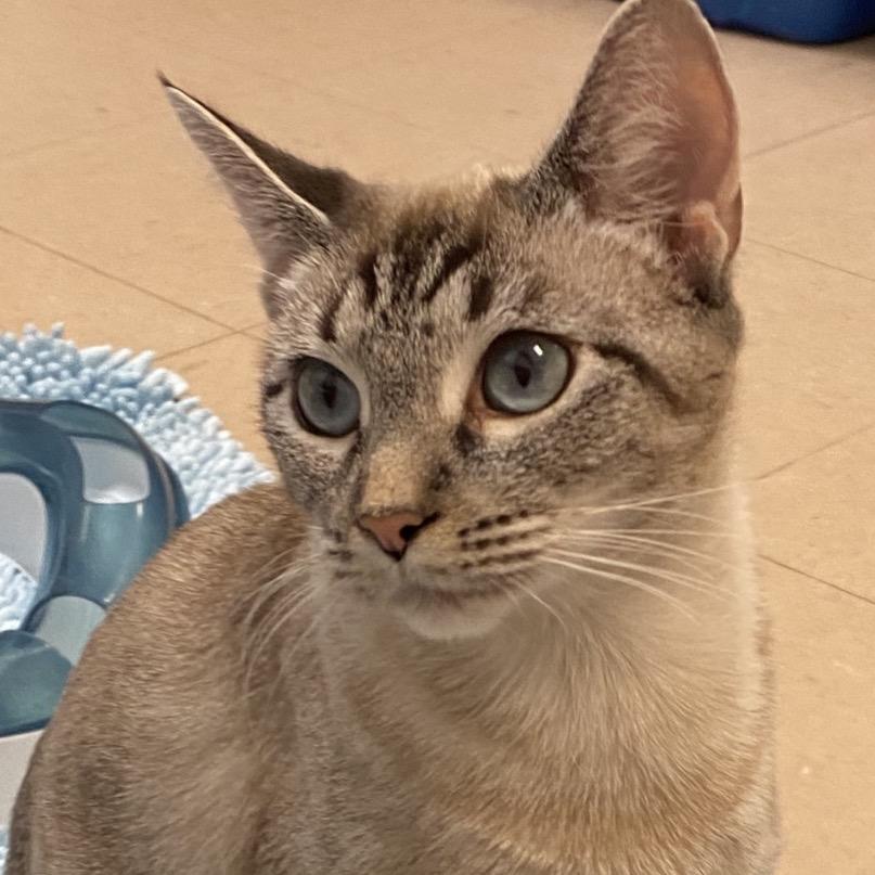 Enlarge Sandy, a Adoptable Siamese in Greensboro, GA image 5/6