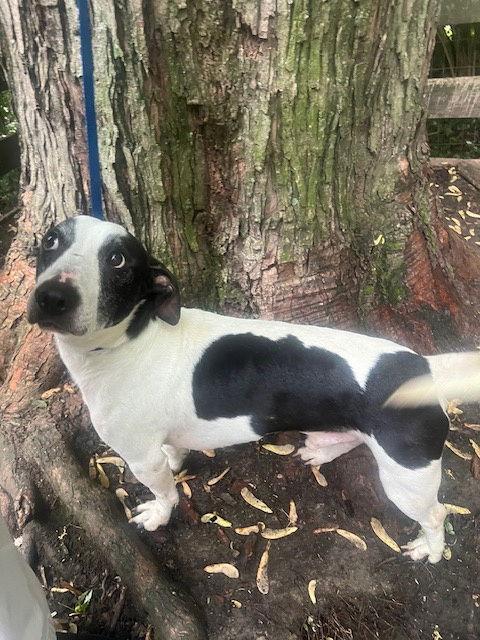 Huckleberry Finn thumbnail 2