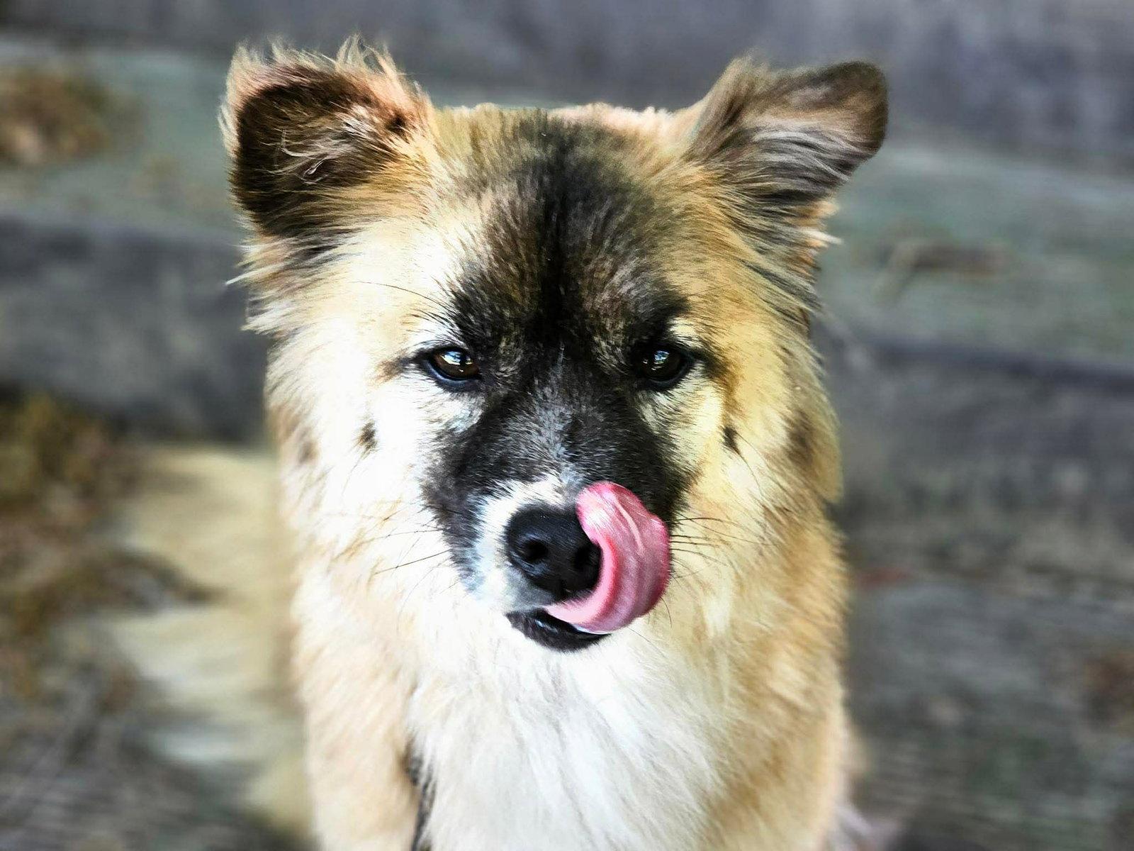 JJAJANG, Adoptable, Young Male Keeshond & Spitz.