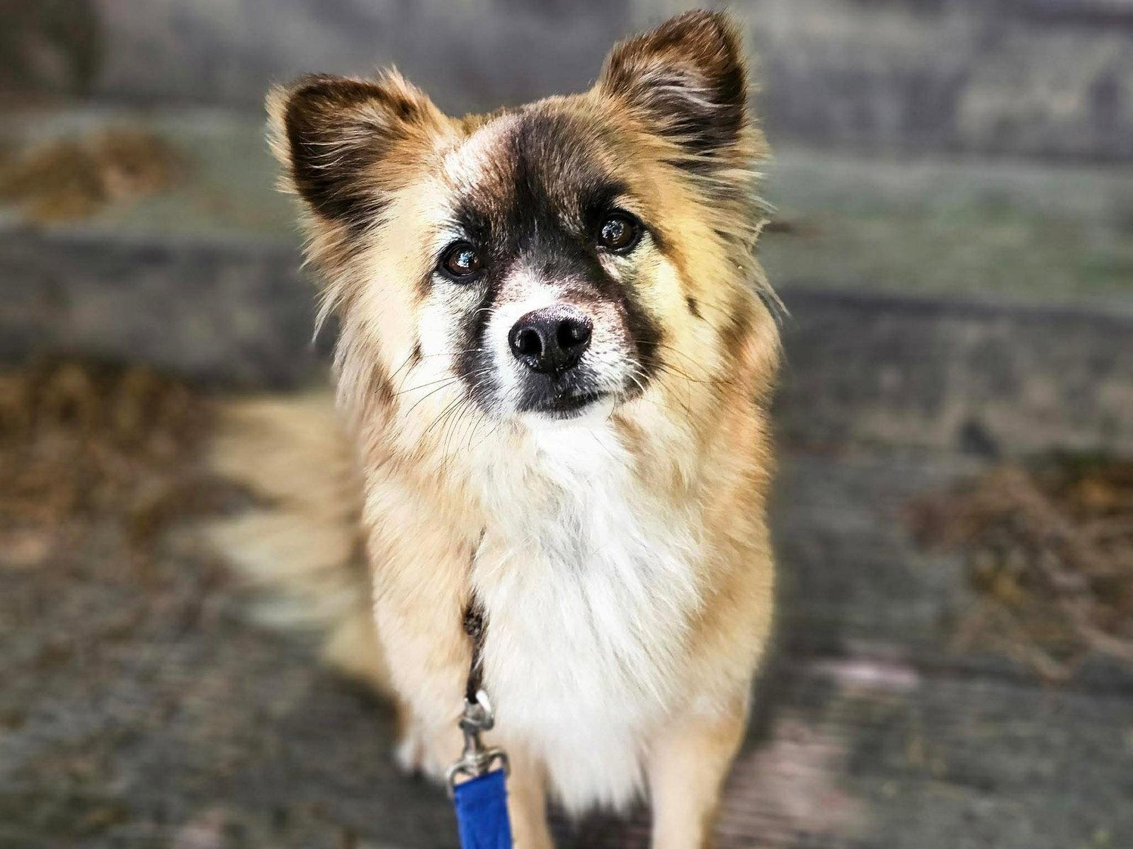Enlarge JJAJANG, a Adoptable mixed breed in Agoura Hills, CA image 2/3