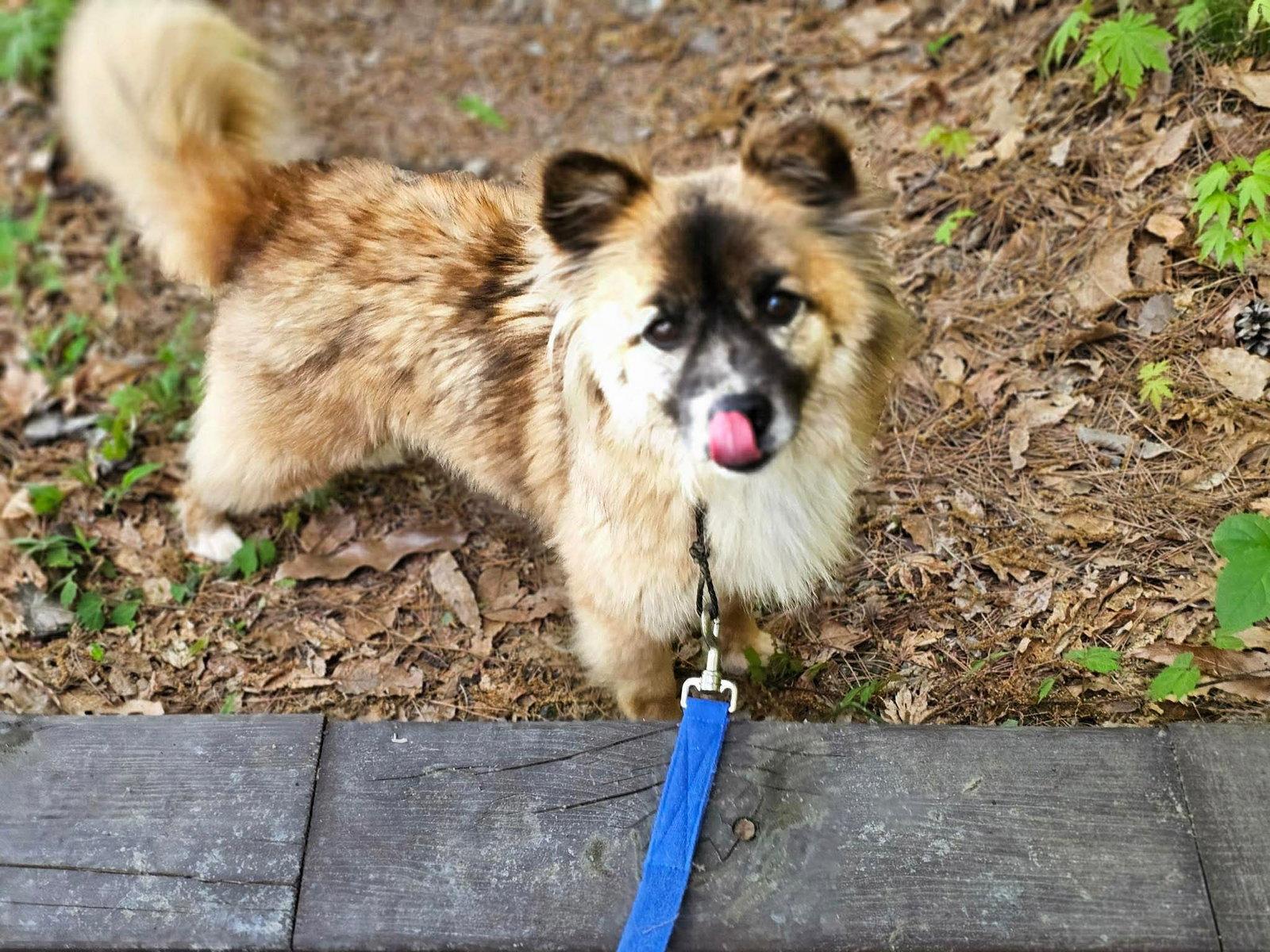 Enlarge JJAJANG, a Adoptable mixed breed in Agoura Hills, CA image 3/3