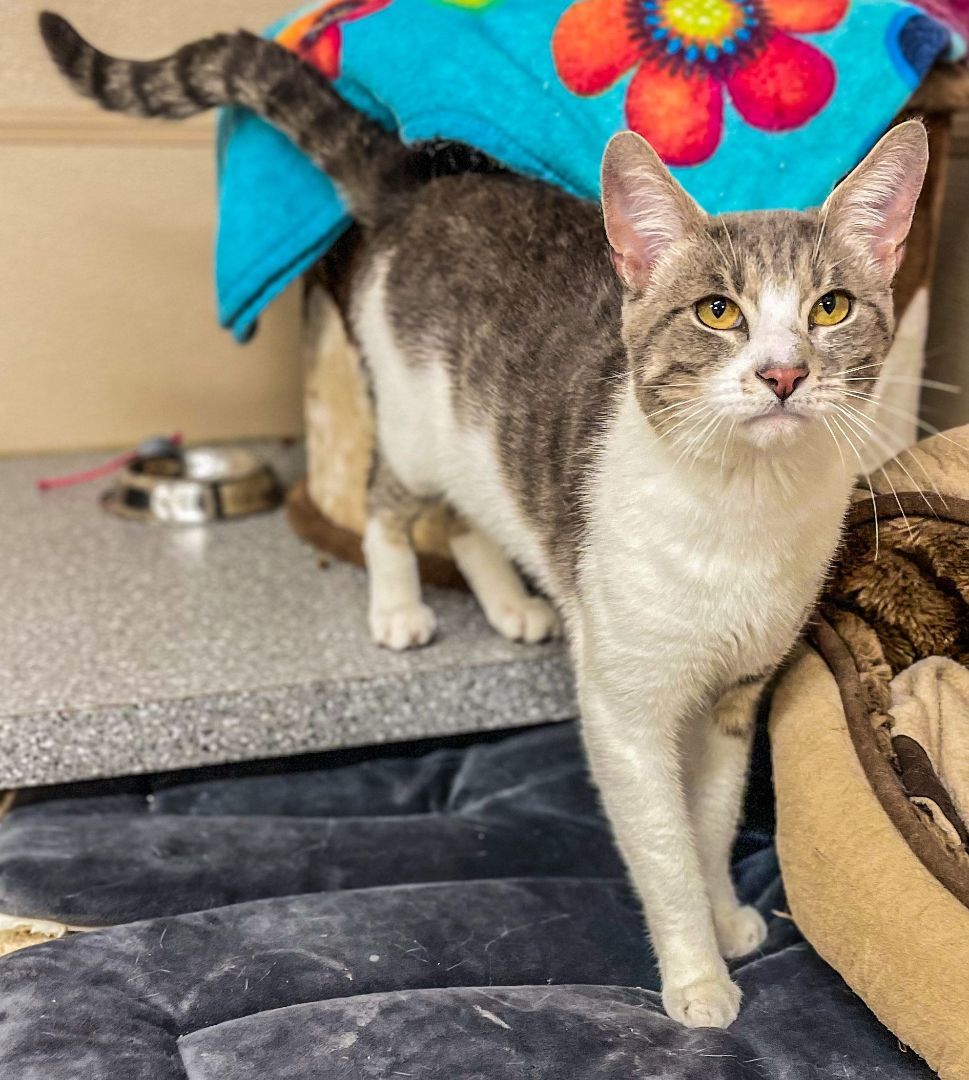 Ollie, Adoptable, Adult Male Tabby & Domestic Short Hair.