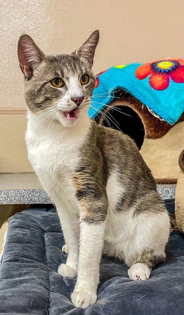 Ollie, a Adoptable mixed breed in Carneys Point, NJ image 2/12