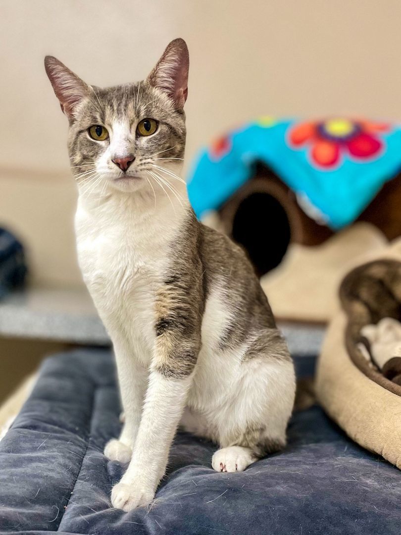 Ollie, a Adoptable mixed breed in Carneys Point, NJ image 3/12