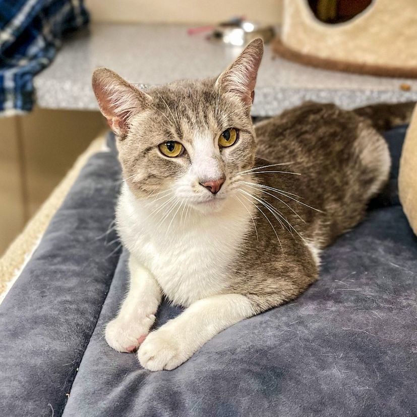 Ollie, a Adoptable mixed breed in Carneys Point, NJ image 4/12