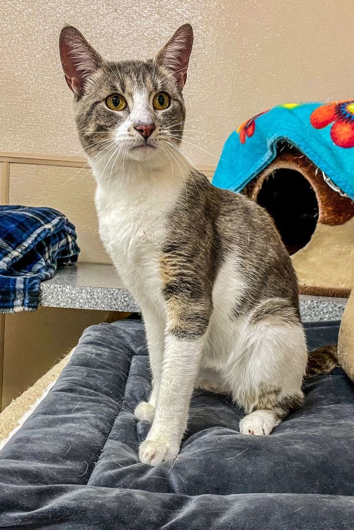 Ollie, a Adoptable mixed breed in Carneys Point, NJ image 5/12