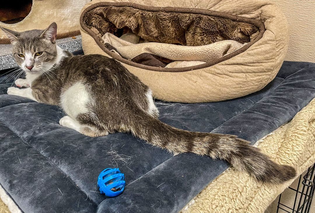 Ollie, a Adoptable mixed breed in Carneys Point, NJ image 6/12