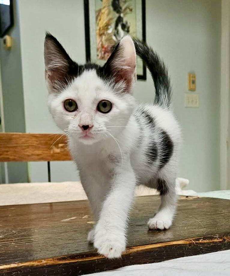 Enlarge Atticus & Finch (bonded males), an adopted Domestic Short Hair in Myrtle Beach, SC image 3/6