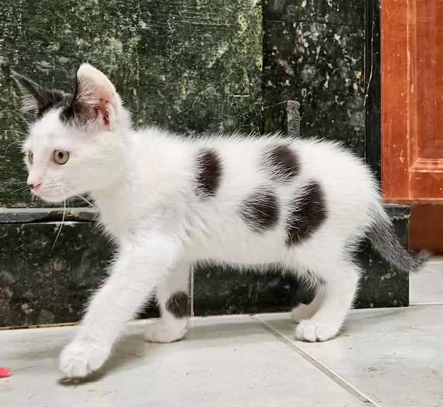 Enlarge Atticus & Finch (bonded males), an adopted Domestic Short Hair in Myrtle Beach, SC image 5/6
